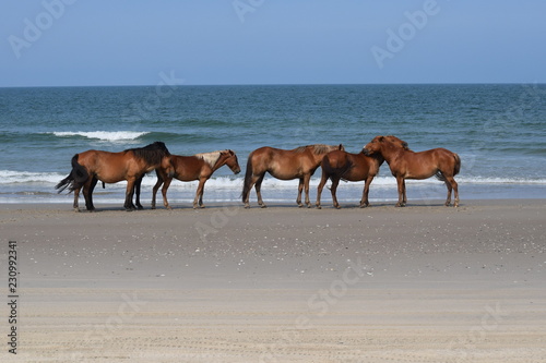 Group of wild horses on beach