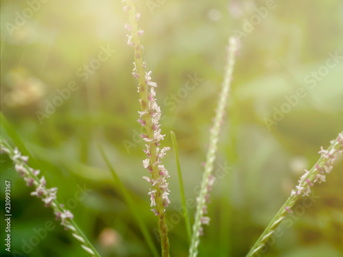 Flower grass with Sunlight