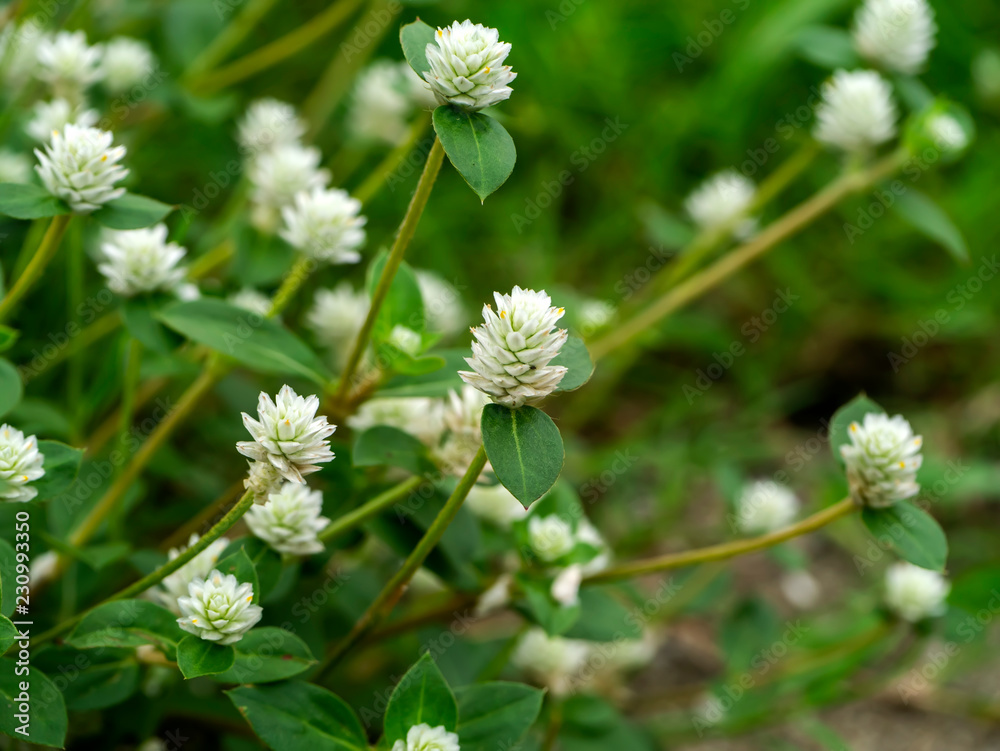 Close up of Gomphrena weed flower Close up of Gomphrena weed flower