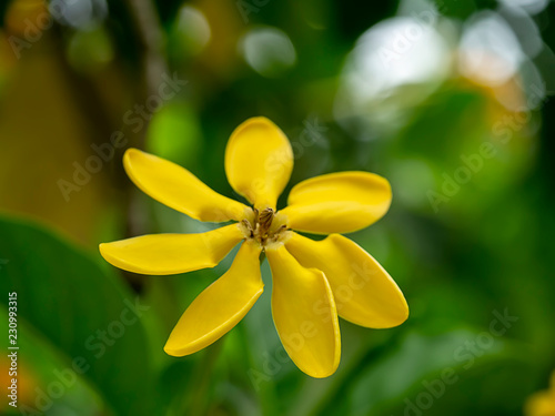 Gardenia carinata Wallich flower photo