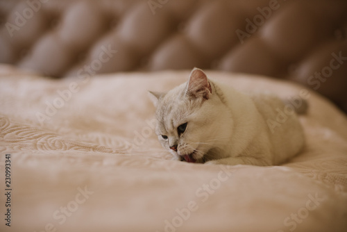 The British Shorthair silverpoint BRI NS1133 pedigreed kitten with blue gray fur. copy-space. Place for text