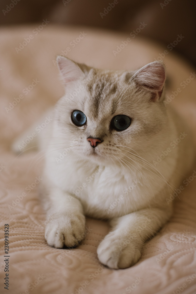 Close up photo of the British Shorthair silverpoint BRI NS1133 pedigreed kitten with blue gray fur. copy-space. Place for text