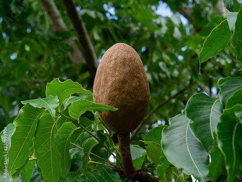 Broad Leaf Mahogany or False Mahogany