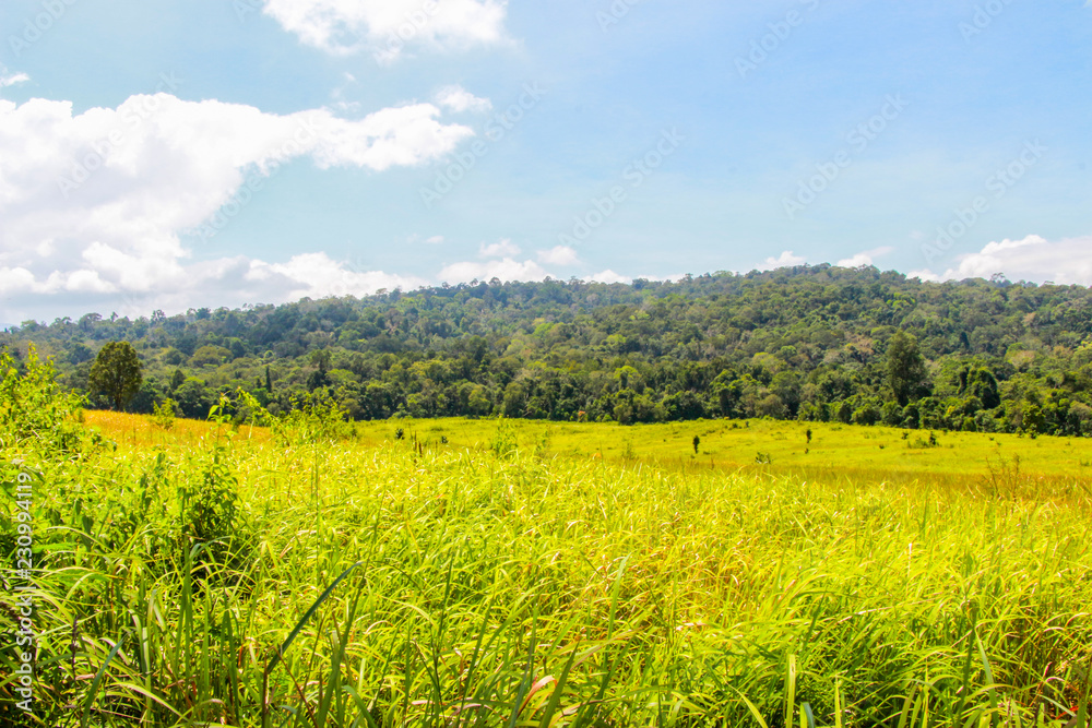 Green tree with grass land forest mountain landscape blue sky views at Khao yai national park Thailand