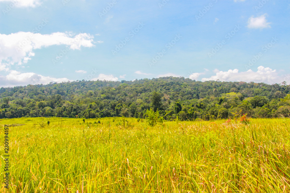 Green tree with grass land forest mountain landscape blue sky views at Khao yai national park Thailand Green tree with grass land forest mountain landscape blue sky views at Khao yai national park Thailand