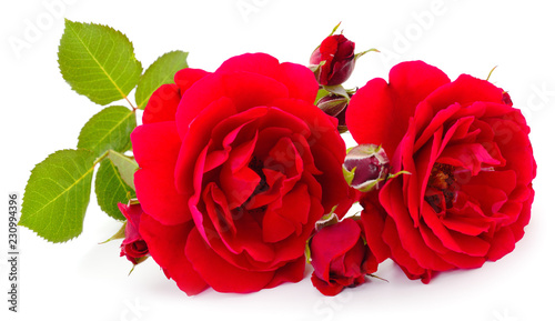 Red beautiful roses.