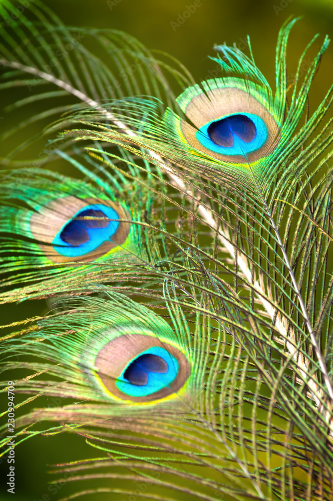 Obraz premium Pfauenfedern