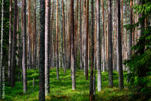 Fototapeta Naklejka Na Ścianę i Meble -  Pine tree forest with bluberries