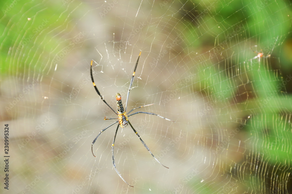 batik golden spider crawling on net waiting for victims in forest batik golden spider crawling on net waiting for victims in forest