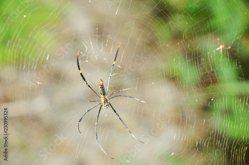 batik golden spider crawling on net waiting for victims in forest