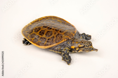 Florida-Weichschildkröte (Apalone ferox) - Florida softshell turtle