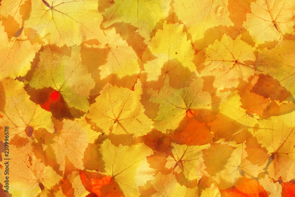Fototapeta premium Golden autumn leaves
