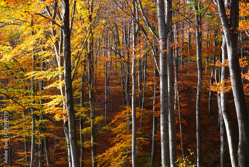 Colorful autmun

 forest.Autumn Landscape Background