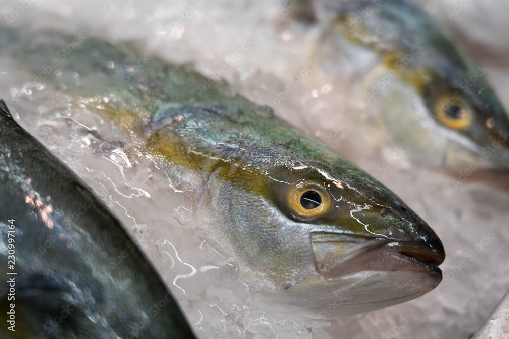 fresh fish on ice fresh fish on ice