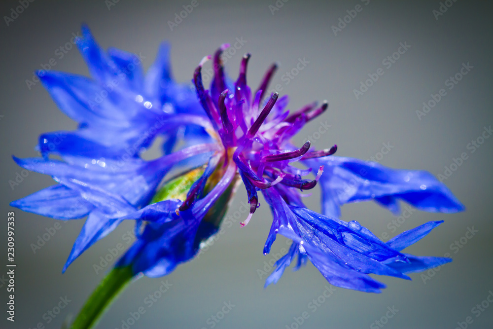 Blue cornflower super close-up with large areas of blur 