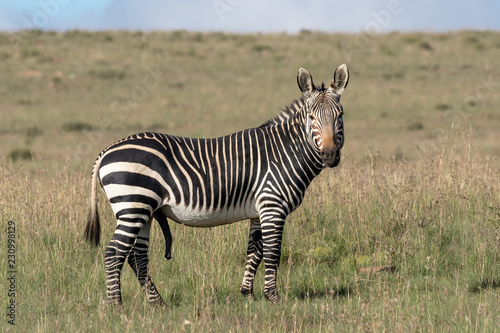 Mountain zebra stallion in the Mountain Zebra national Park in South Africa