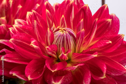 Fototapeta Naklejka Na Ścianę i Meble -  Red dahlia flower isolated on white background