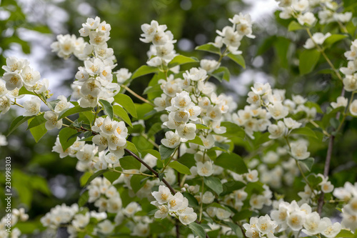 Beautiful blossoming branch of jasmine in garden