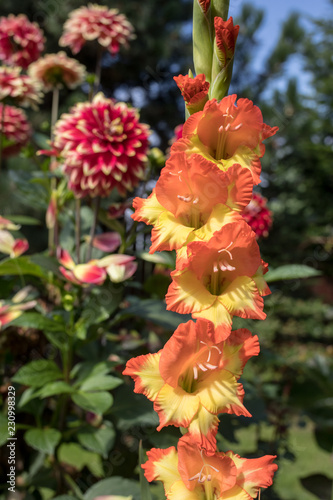 Fototapeta Naklejka Na Ścianę i Meble -  Head of  gladiolus flower in summer garden