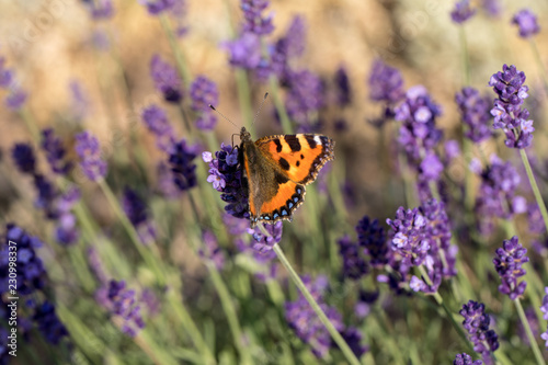 Fototapeta Naklejka Na Ścianę i Meble -  Colorful Butterfly on the blooming lavender flowers