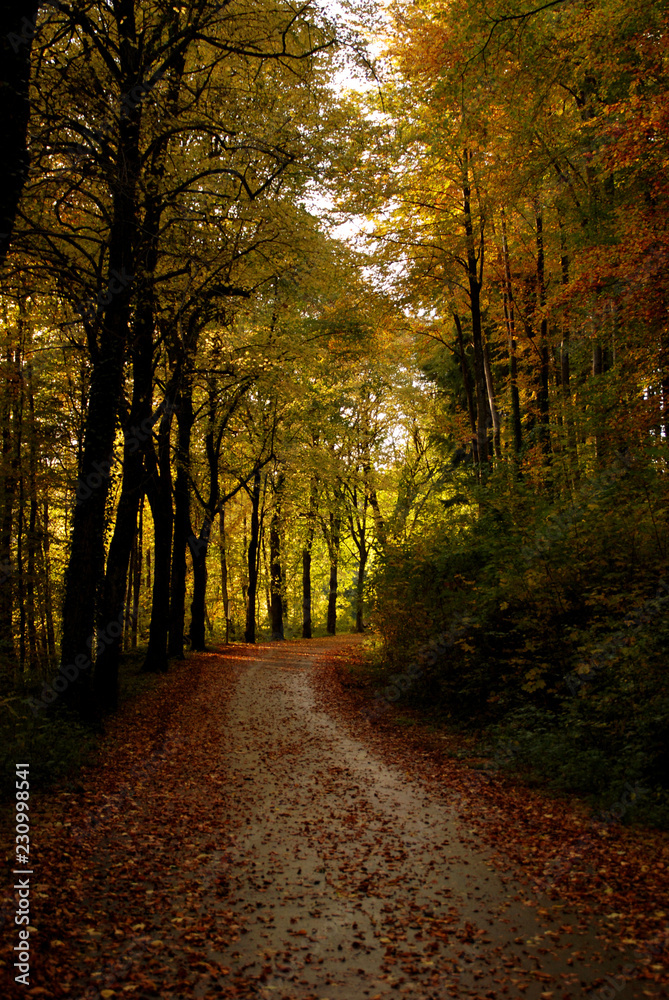  Autumn forest walk in Luxembourg