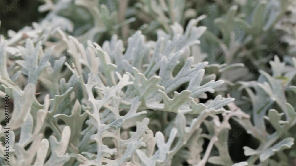 Closeup dolly shot of Artemisia arborescens, also known as tree wormwood. Closeup dolly shot of Artemisia arborescens, also known as tree wormwood.