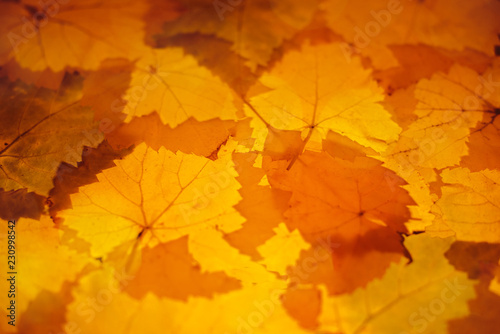 grape leaves in autumn