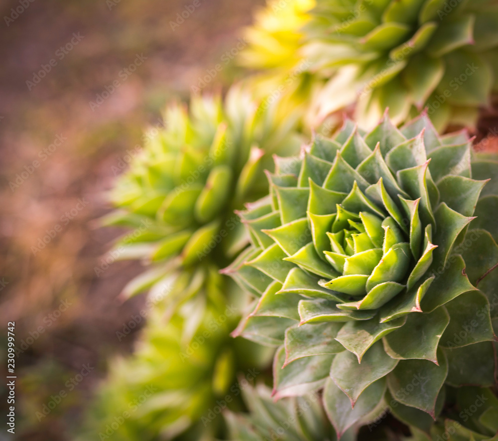 Close-up of Echeveria, succulent plant with green leaves that form a large rosette shape. succulent plants top view Close-up of Echeveria, succulent plant with green leaves that form a large rosette shape. succulent plants top view