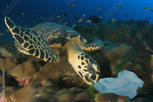Sea Turtle eats plastic bag  