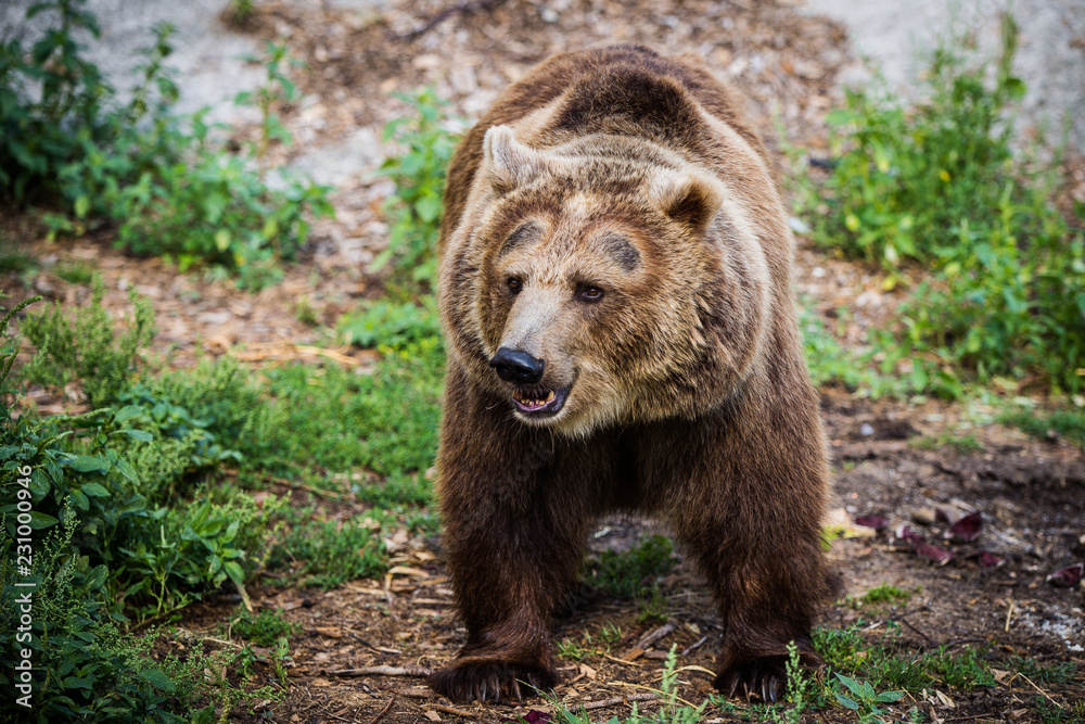 Naklejka premium Face to face brown bear