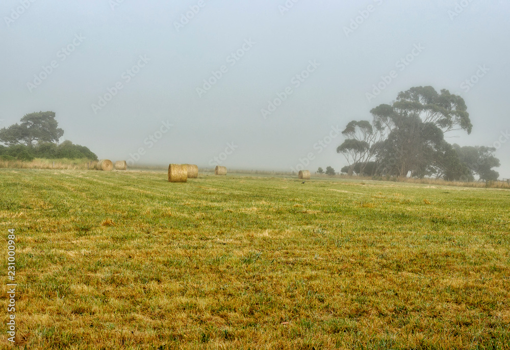 Fototapeta premium Foggy dawn in Warrnambool, Australia. Beautiful morning light.