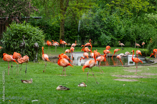 flamingo, bird, pink, nature, animal, water, zoo, wildlife, birds, red, flamingos, beak, feather, wild, tropical, feathers, beautiful, flock, exotic, white, neck, group, lake, beauty, pond