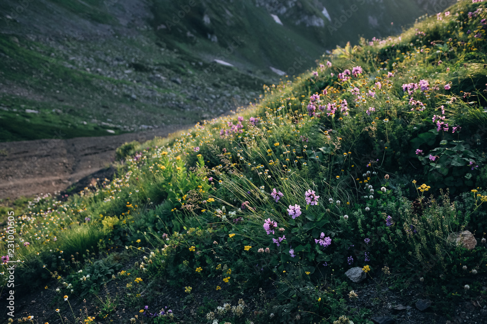 Obraz premium Alpine flowers on the background of huge mountains. Ski resort in summer. High-mountain meadow in the light of the sunset.