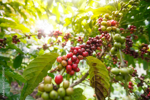 Robusta coffee berries farm.