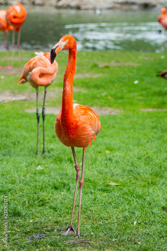 flamingo, bird, pink, nature, animal, water, zoo, wildlife, birds, red, flamingos, beak, feather, wild, tropical, feathers, beautiful, flock, exotic, white, neck, group, lake, beauty, pond