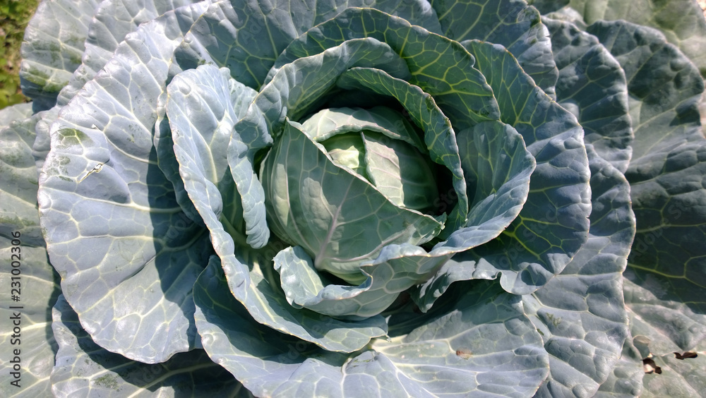 Obraz premium Cabbage