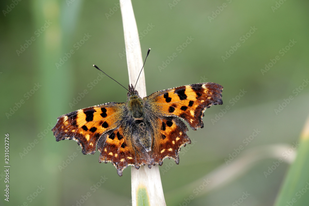 Obraz premium Comma butterfly