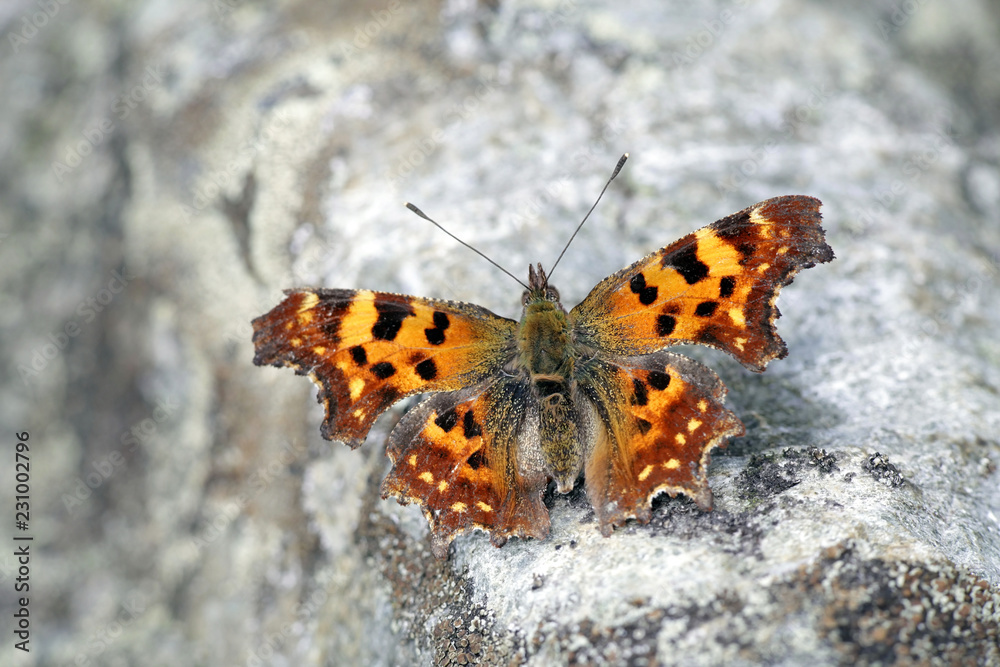 Obraz premium Comma butterfly