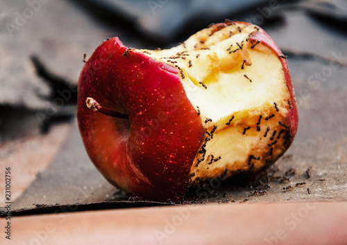 Apple.ants eating red apple. Apple with ants.