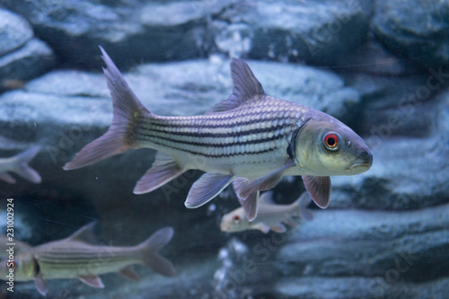 Seven stripped carp in aquarium photo