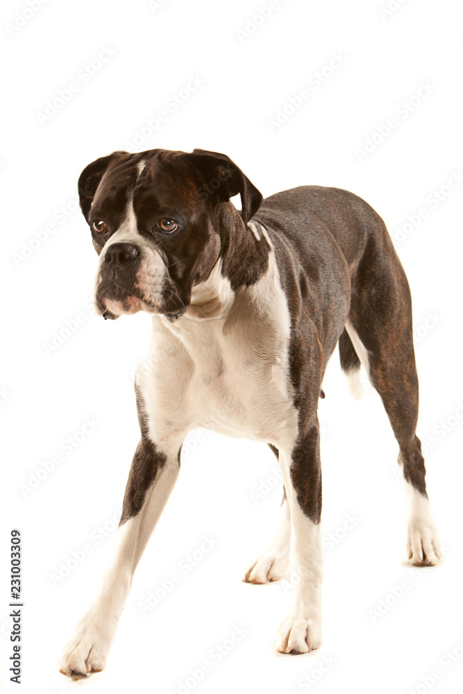 Black and white boxer walking forwards, isolated on white background Black and white boxer walking forwards, isolated on white background
