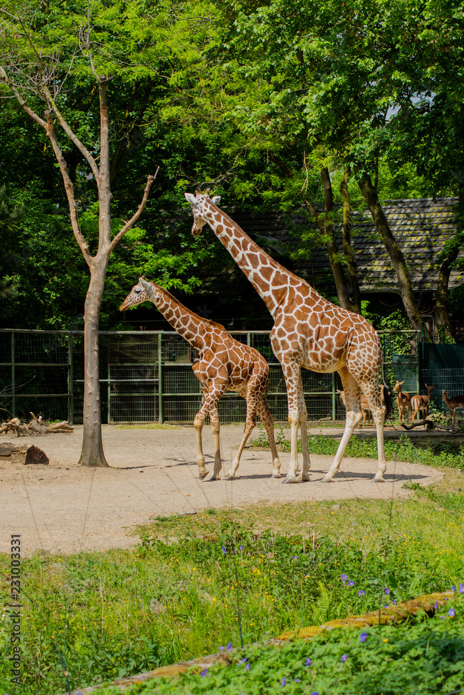 giraffe, animal, safari, wildlife, mammal, wild, tall, nature, neck, zoo, giraffes, animals, park, herbivore, savannah, grass, long, giraffa, baby, kenya, tanzania giraffe, animal, safari, wildlife, mammal, wild, tall, nature, neck, zoo, giraffes, animals, park, herbivore, savannah, grass, long, giraffa, baby, kenya, tanzania