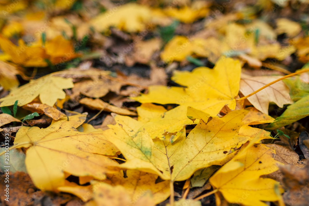 Autumn leaves foliage texture close up nature park low angle Autumn leaves foliage texture close up nature park low angle