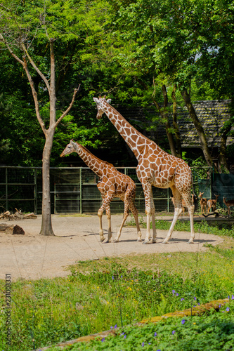 giraffe  animal  safari  wildlife  mammal  wild  tall  nature  neck  zoo  giraffes  animals  park  herbivore  savannah  grass  long  giraffa  baby  kenya  tanzania