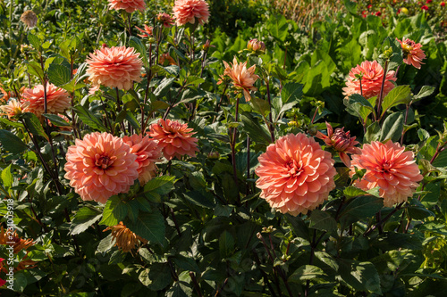 Fototapeta Naklejka Na Ścianę i Meble -  Dahlia - orange round flower in summer sun.