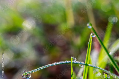 Bokeh background dew drops on grass