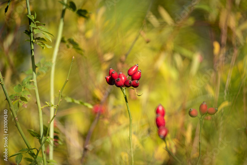 red berries in the field