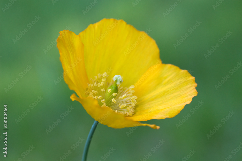 Obraz premium Meconopsis cambrica (Welsh Poppy)