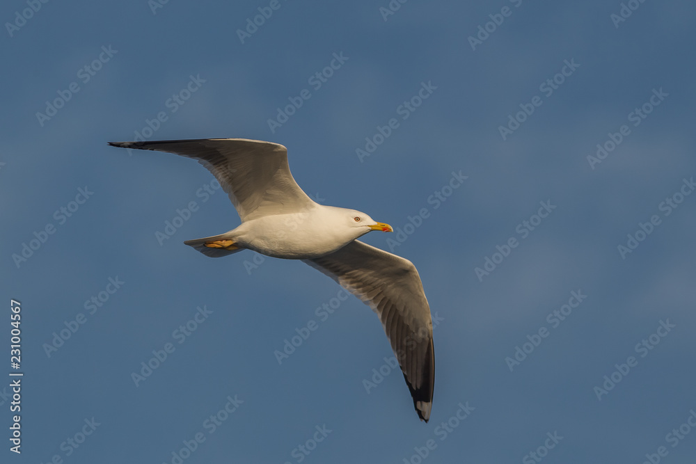 Obraz premium goéland 