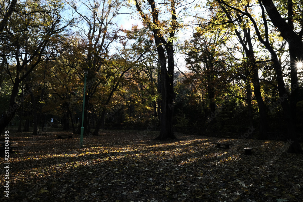 Naklejka premium sapporo, matuyama park